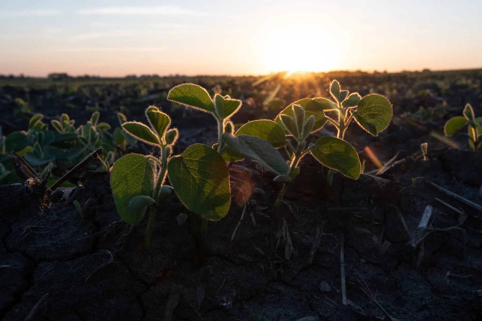 soy bean field dawn