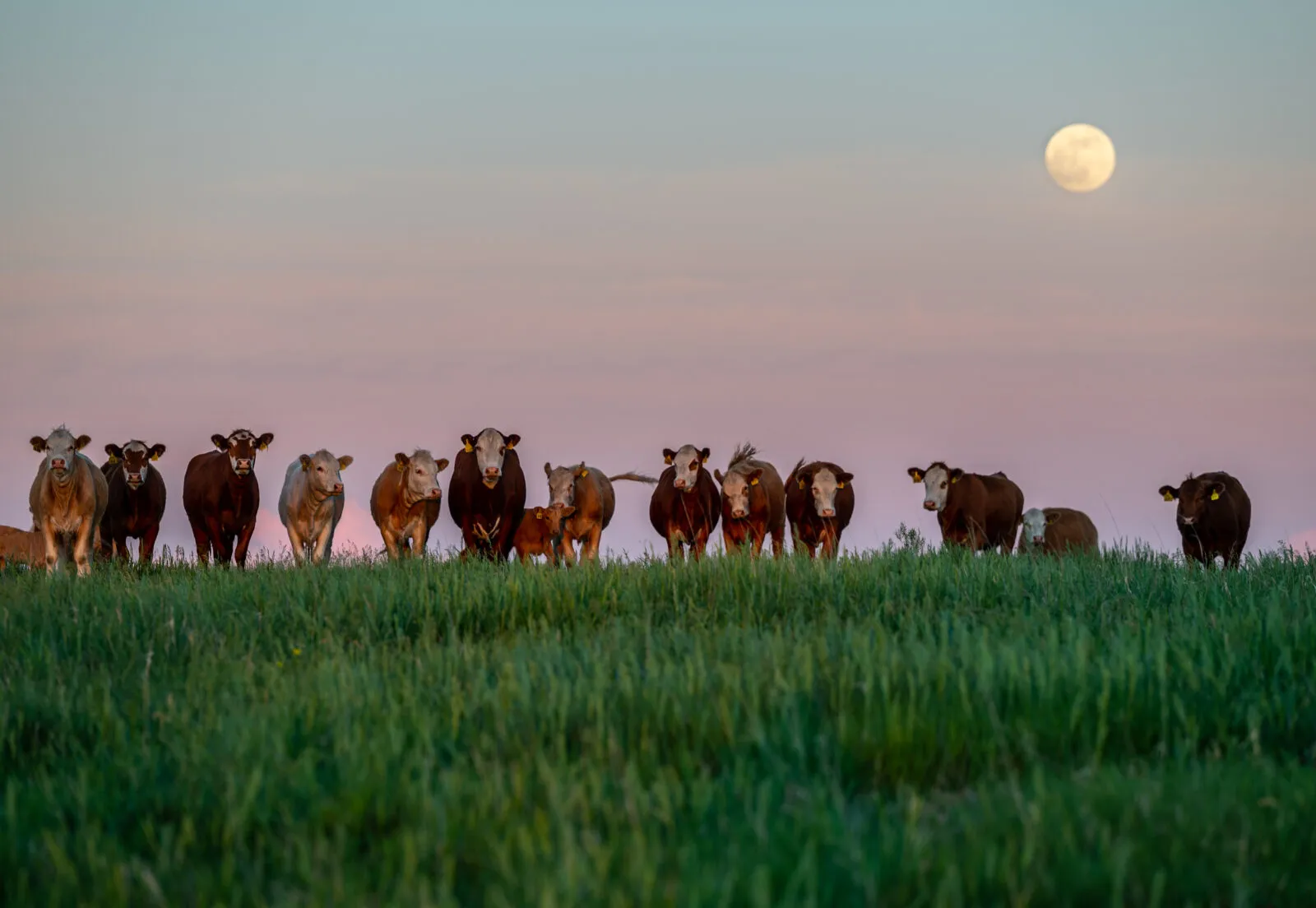 A line of cattle standing in tall green grass at dusk, silhouetted against a pastel sky with a full moon rising above them.