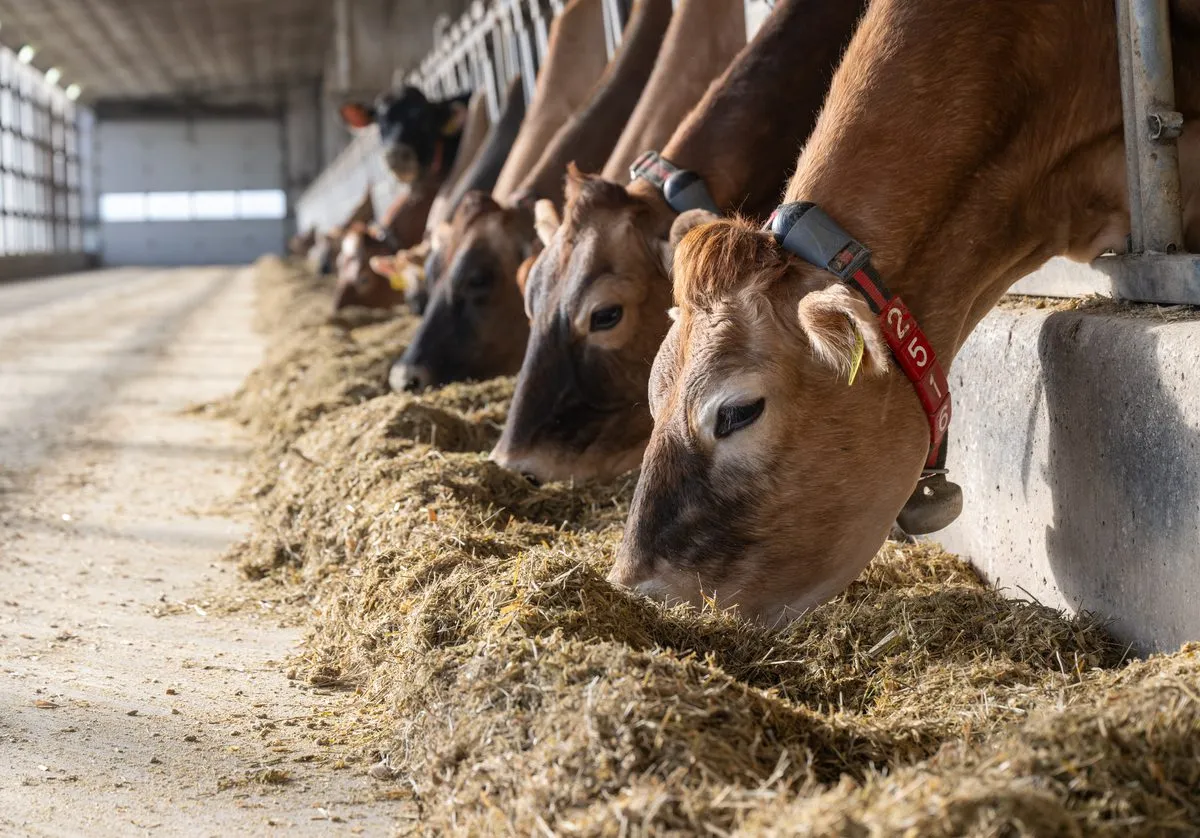 A row of cows eating feed inside a barn, their heads lowered over a long trough filled with hay.