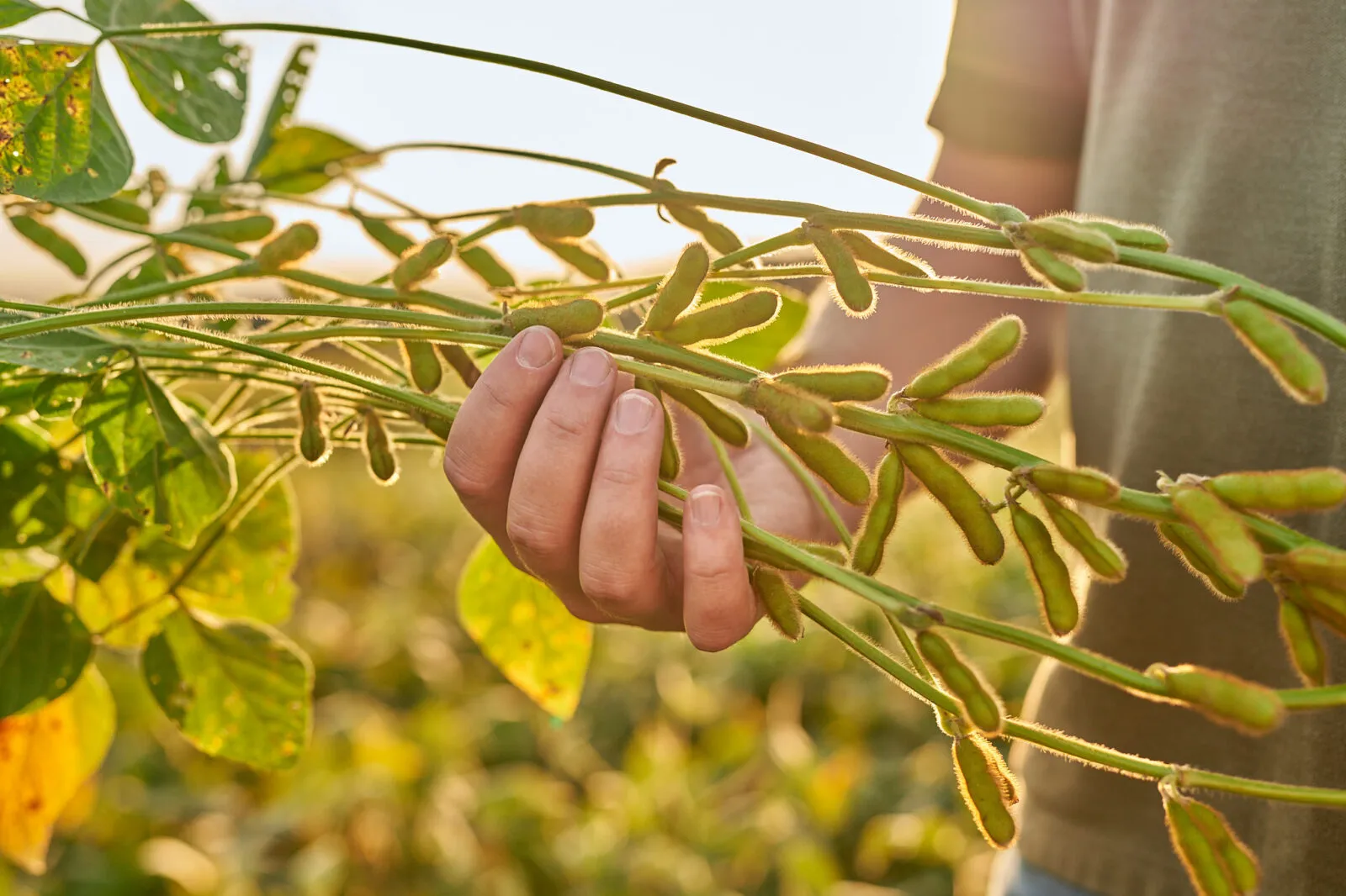 A person holding a soybean plant with mature pods in a sunlit field.
