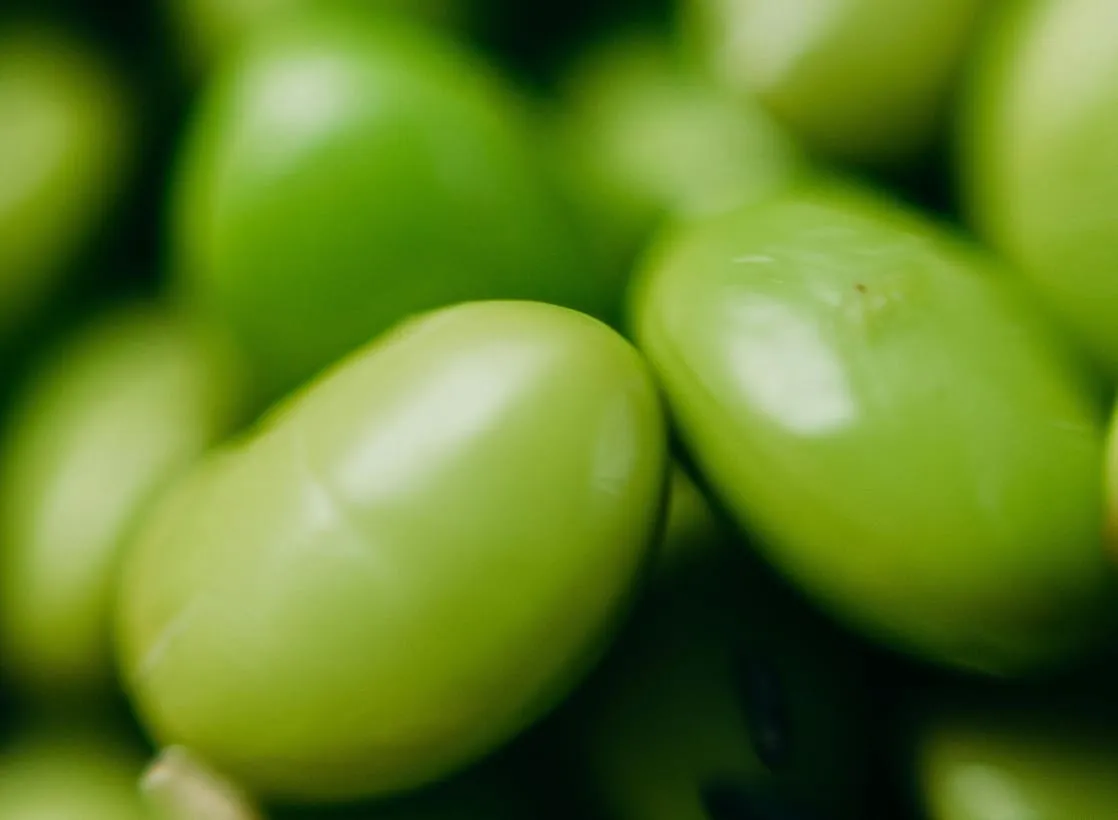 A closeup of shelled edamame. 