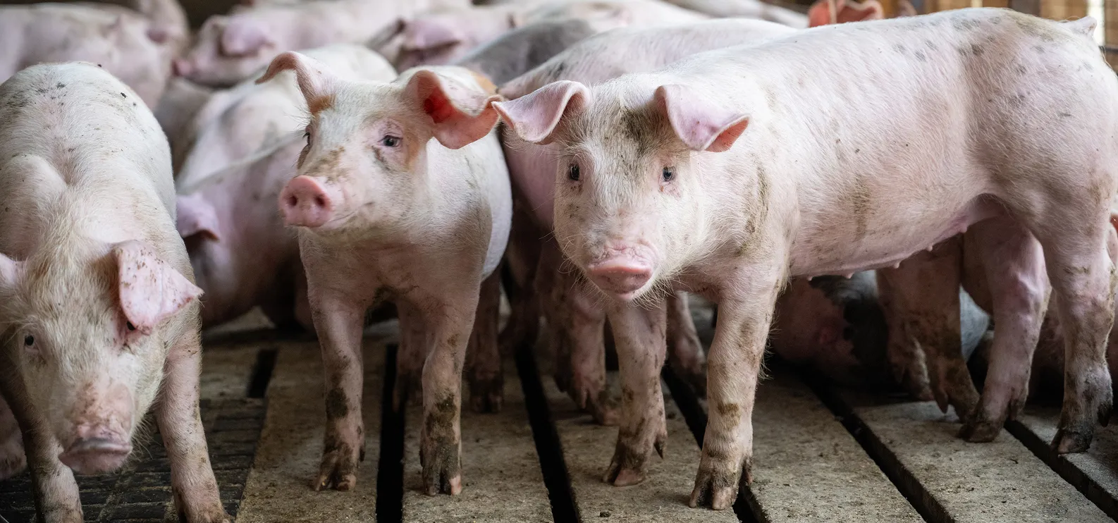 multiple swine / pigs