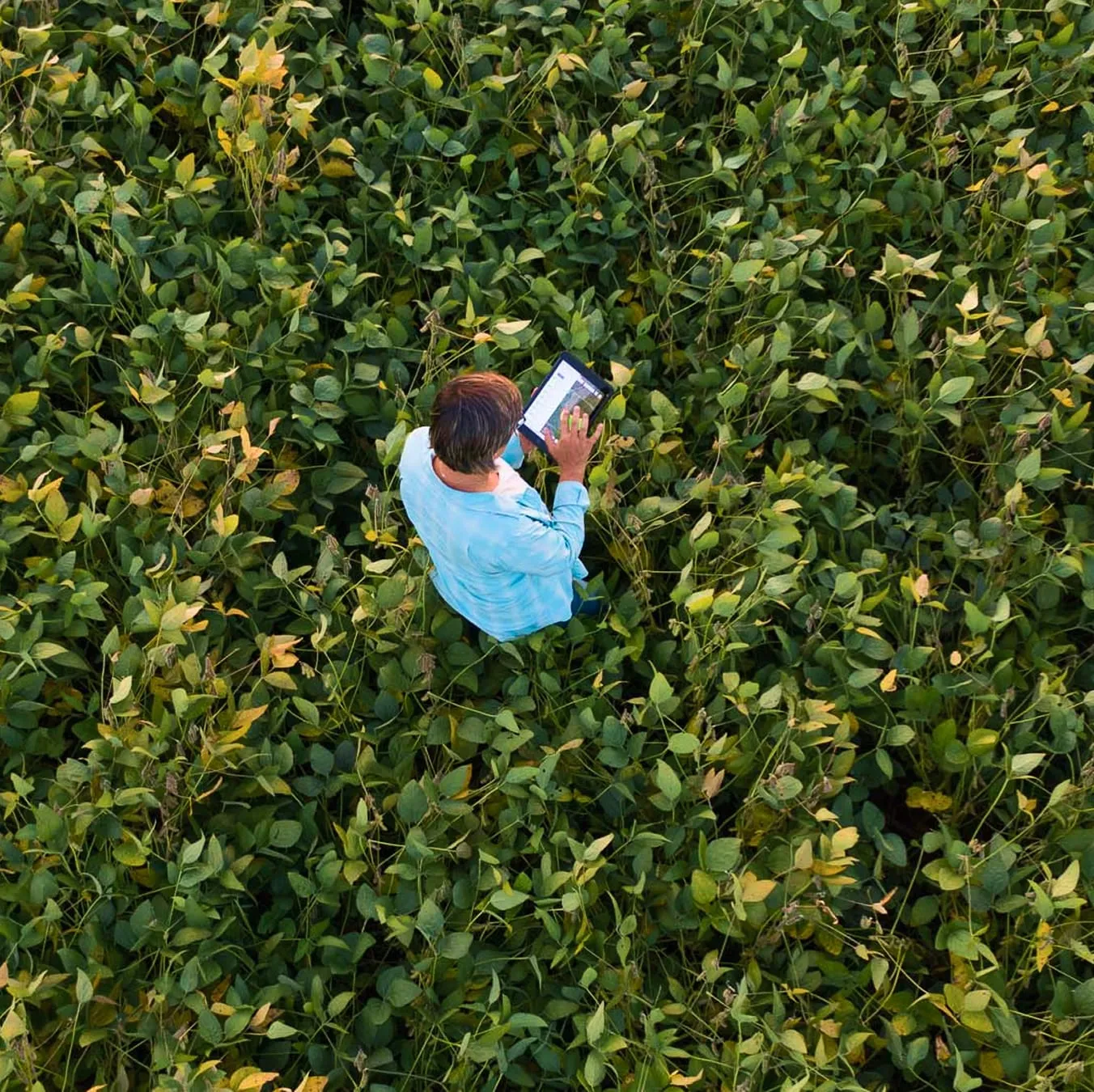 top view of person in light blue shirt in a soybean field holding and interacting with a tablet