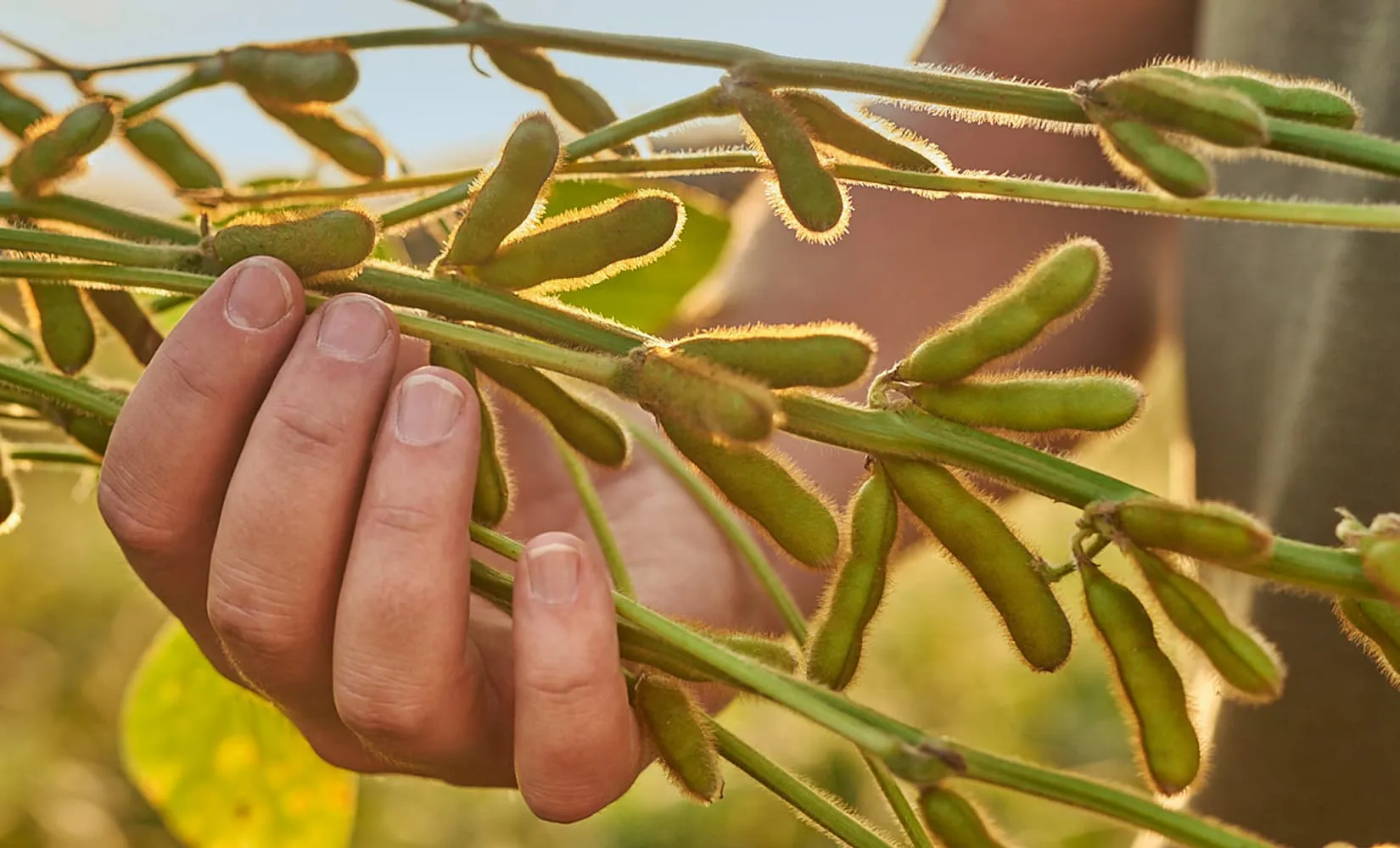 man inspecting soybeans in the morning