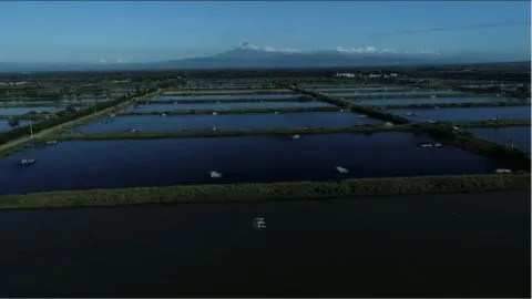 Aerial view of large rectangular water ponds divided by narrow land strips, with mountains visible in the distance.