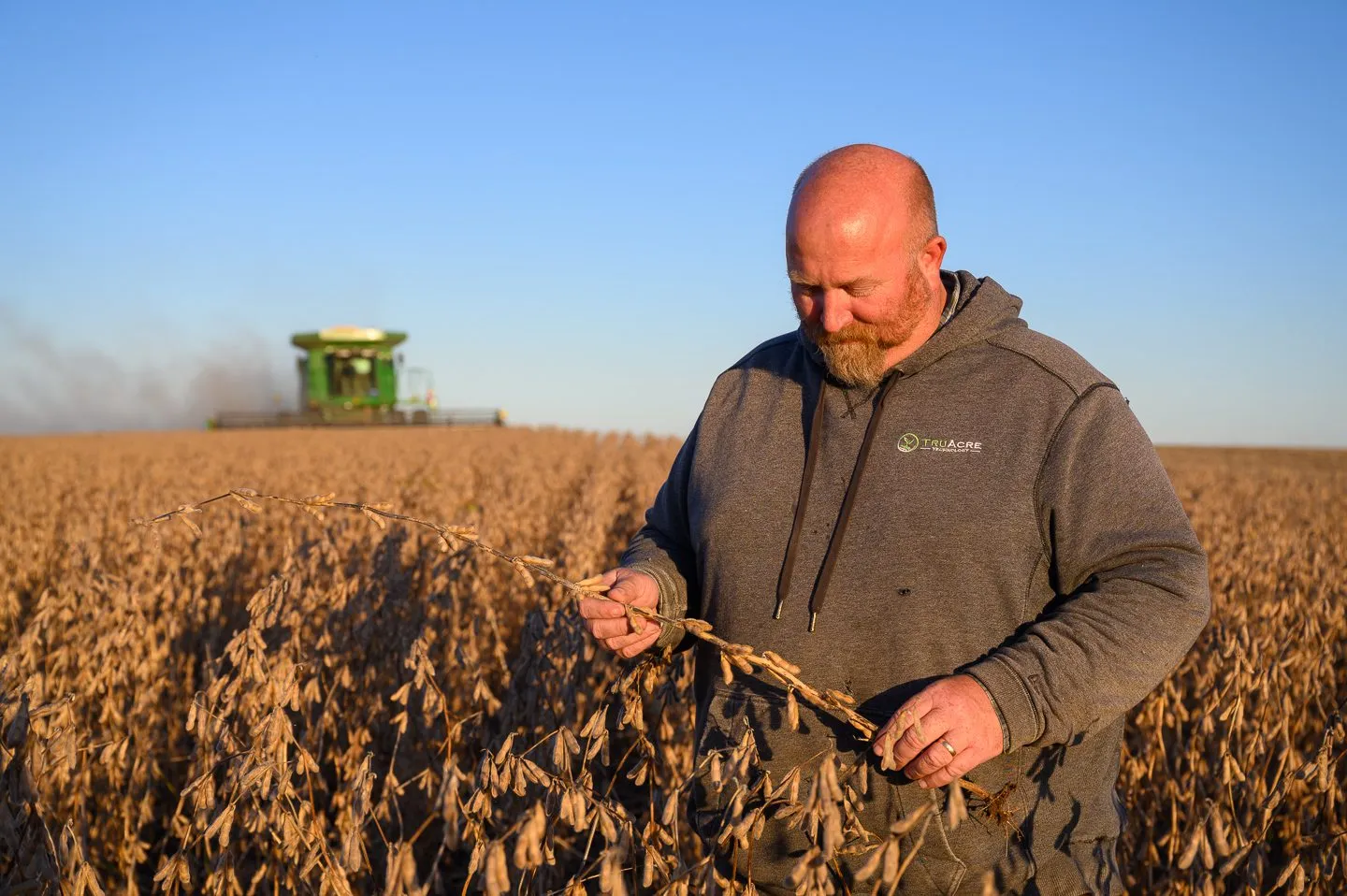 A farmer standing in a soybean field examining a plant while a combine harvester works in the background.