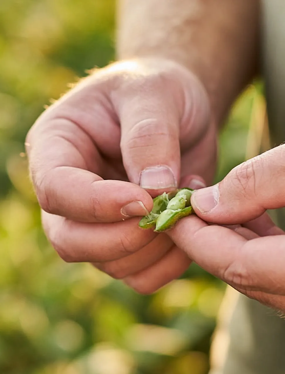 Hands gently open a soybean pod in a sunlit field.