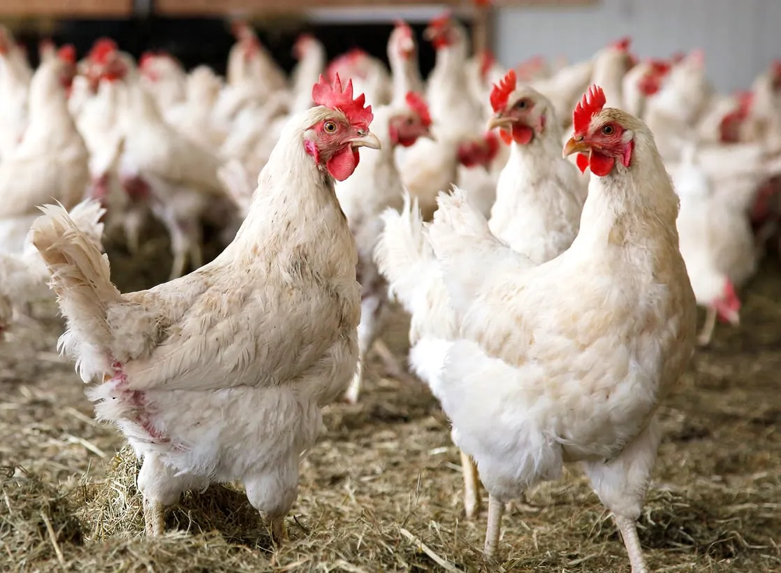 A large group of white chickens with red combs stand and mill about on a straw-covered floor inside a bright, crowded barn.