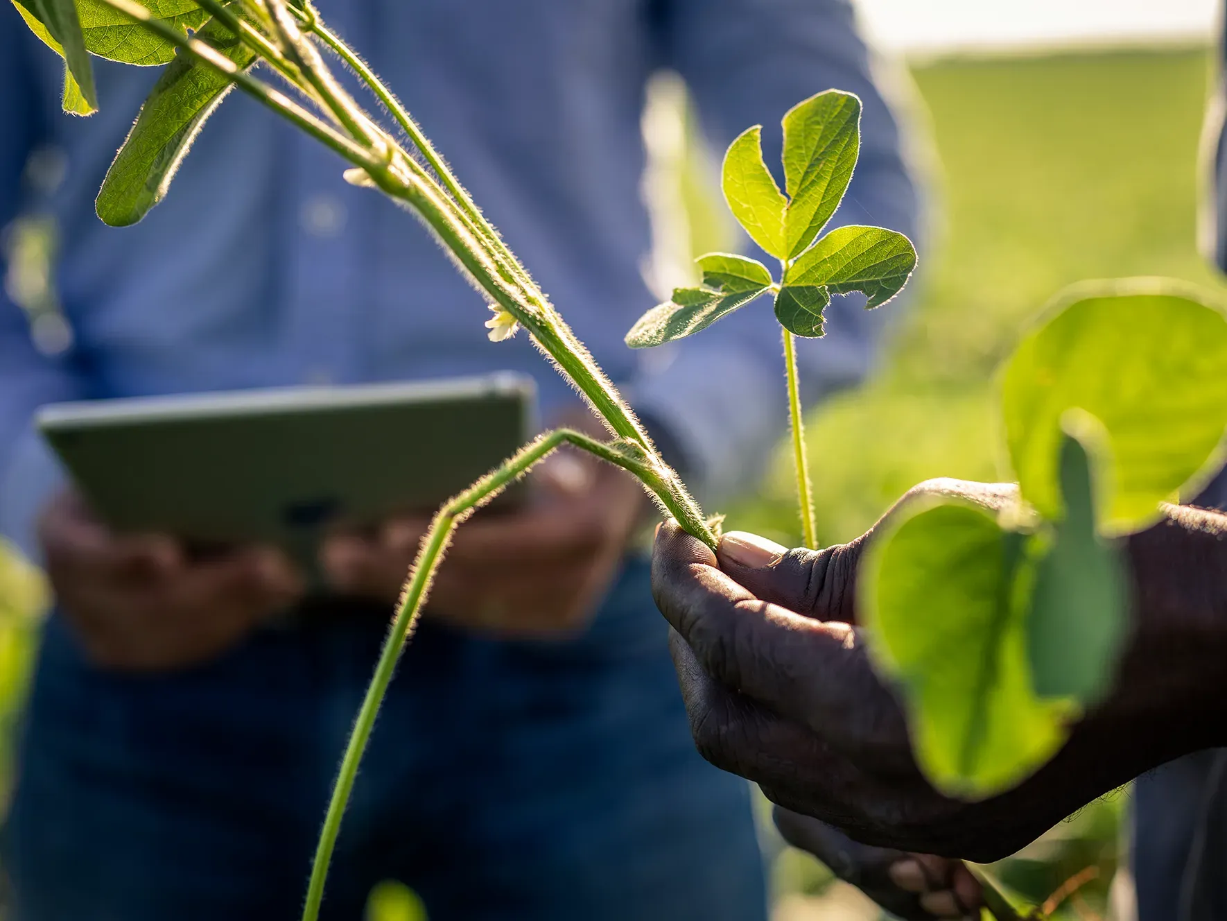Image of farmer holding soybean plant while a second person holds an iPad in the background. 