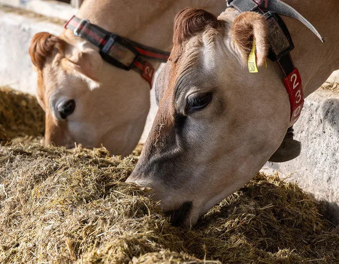 Example Article - Sustainability 10